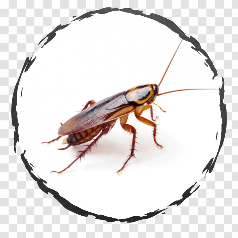 German Cockroach American Pest Control - Insect Transparent PNG