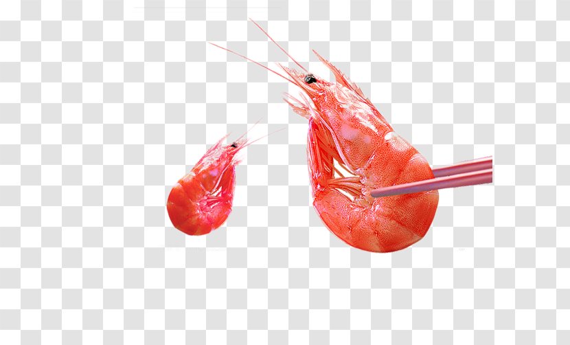 Caridea Shrimp U9752u5c9bu5929u4ef7u867eu4e8bu4ef6 Prawn - Delicious Material Picture Transparent PNG