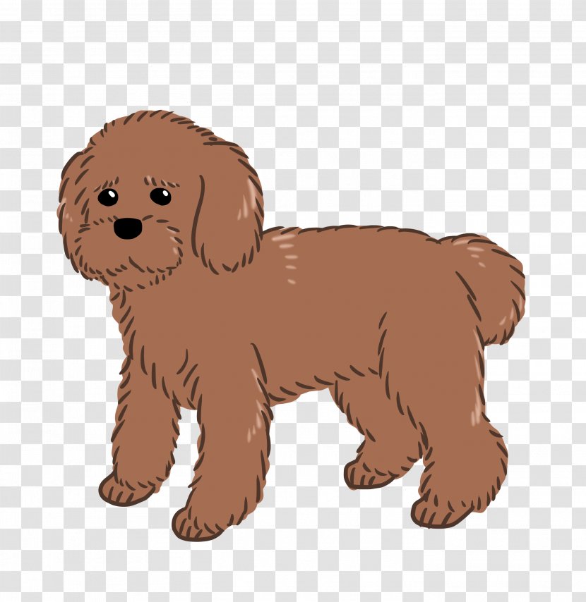Goldendoodle Schnoodle Cockapoo Puppy Dog Breed - Companion Transparent PNG