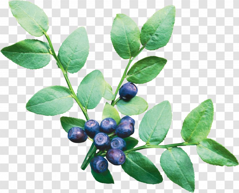 European Blueberry Vaccinium Corymbosum Fruit - Produce - Blueberries Transparent PNG