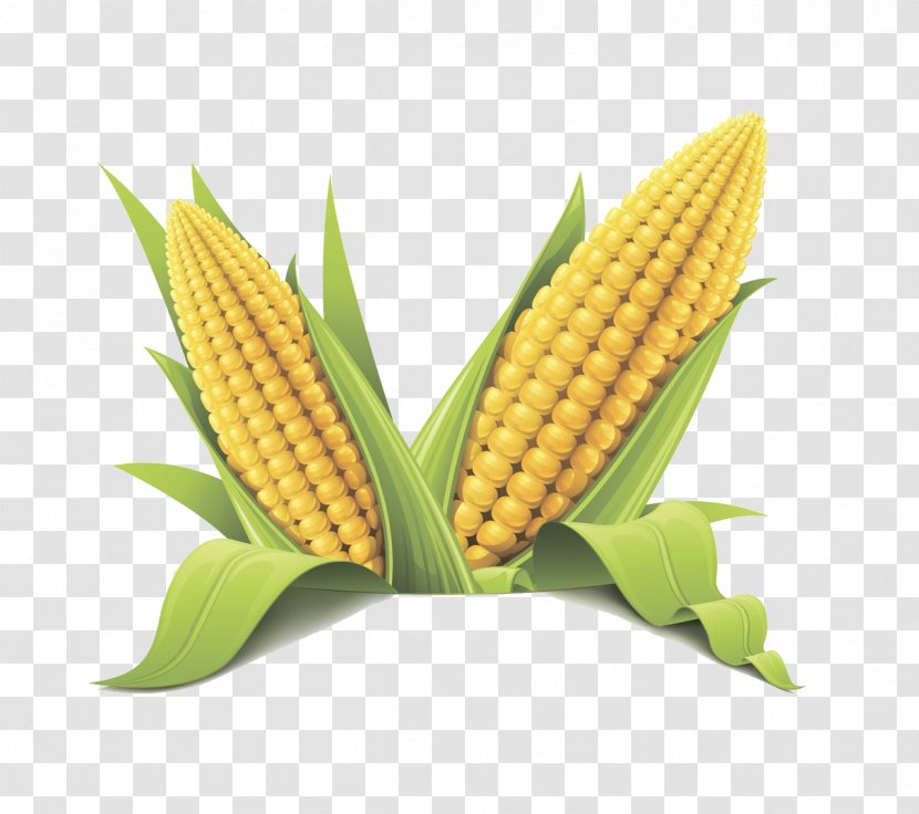 Corn On The Cob Maize Sweet Flint Cereal - Corncob Transparent PNG