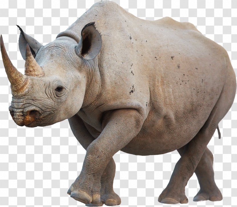 Javan Rhinoceros Western Black White Poaching - Indian - The Advancing Rhino Transparent PNG