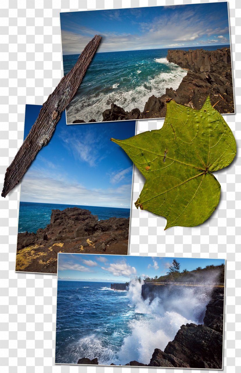 Nature Ecosystem Desktop Wallpaper Energy Collage Transparent PNG