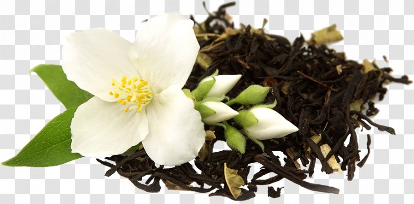 Green Tea Flowering Oolong Jasmine - Herbal Transparent PNG