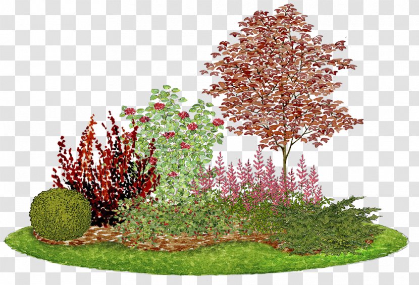 Composition Flower Garden Landscape Design Acer Ginnala - Japonicum - прайс Transparent PNG