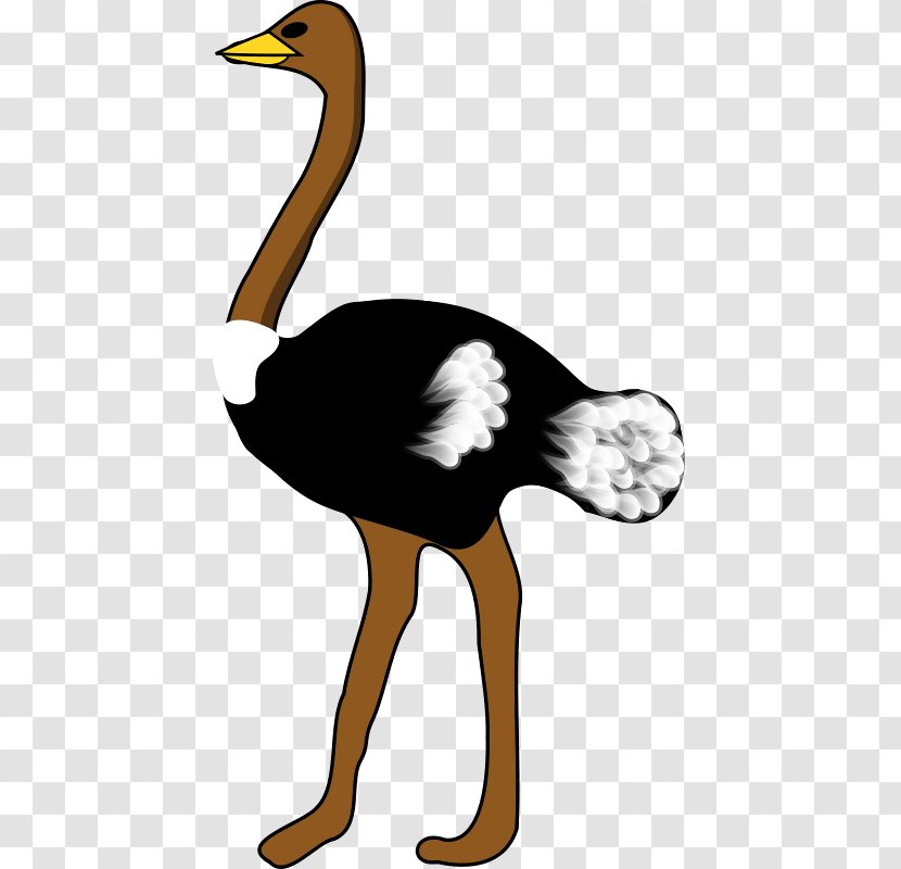 Common Ostrich Bird Clip Art - Scalable Vector Graphics Transparent PNG