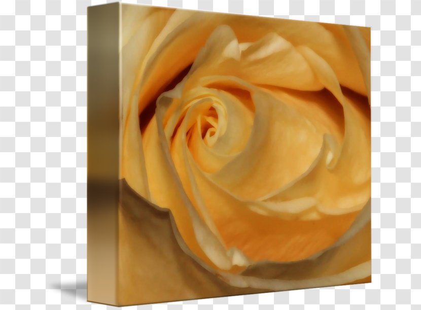 Garden Roses Petal Close-up - Vanilla Cream Transparent PNG