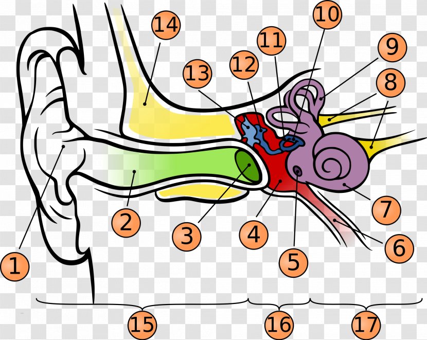 Hearing Anatomy Middle Ear Eardrum - Frame - Human Transparent PNG