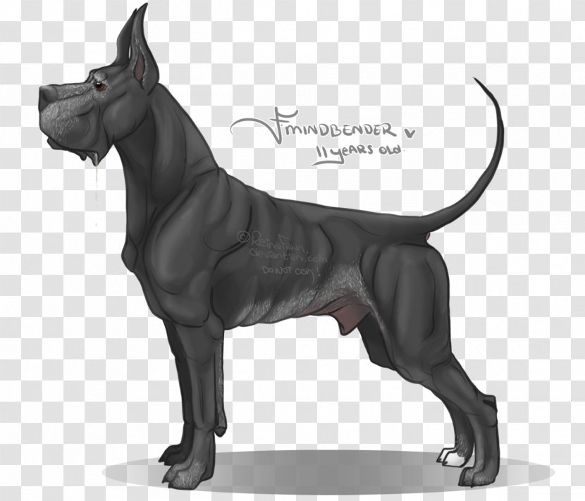 Great Dane Dog Breed Non-sporting Group Canidae Guard - Nonsporting - Does The Old Man Fall And Help Him? Transparent PNG