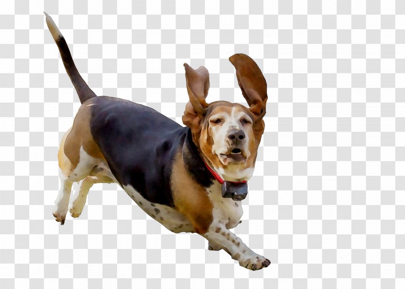 Harrier Beagle Dog Breed Basset Hound Companion - Ear Transparent PNG