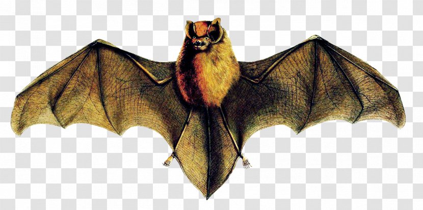 Mexican Funnel-eared Bat Brazilian Cuban Greater Jamaican - Fictional Character - Colorado Rockies Transparent PNG