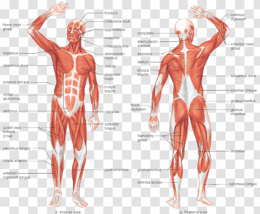 Muscular System Human Body Muscle Skeleton Anatomy - Heart Transparent PNG
