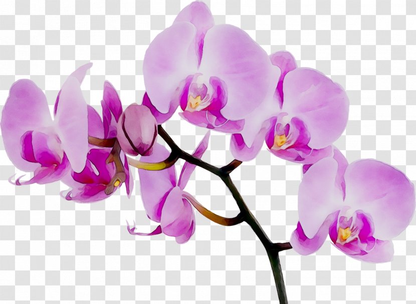 Aurora Flowers Orchid Wallpaper Mural Orchids Forwall - Magenta - Moth Transparent PNG