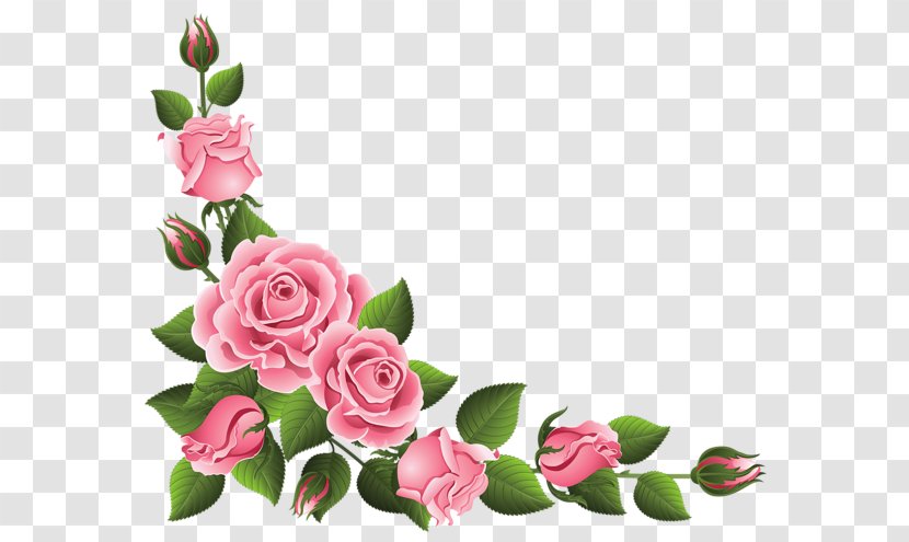 Rose Pink Clip Art - Plant - Border Transparent PNG