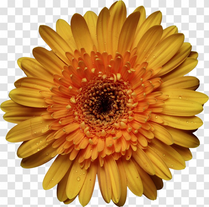 Computer Software Color Compact Disc - Flowering Plant - Chrysanthemum Transparent PNG