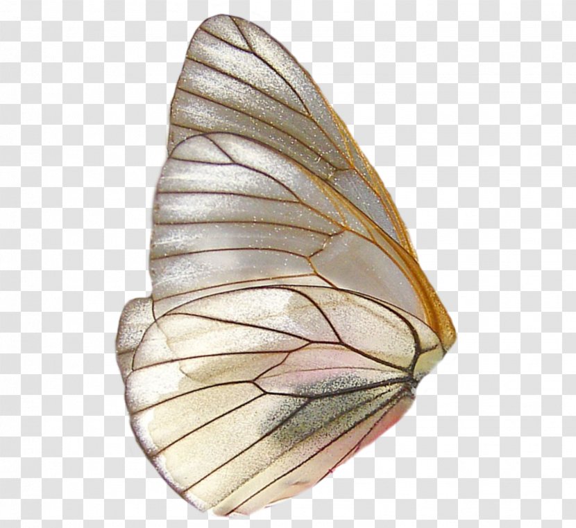 Glasswing Butterfly Insect Wing - Cabbage White Transparent PNG