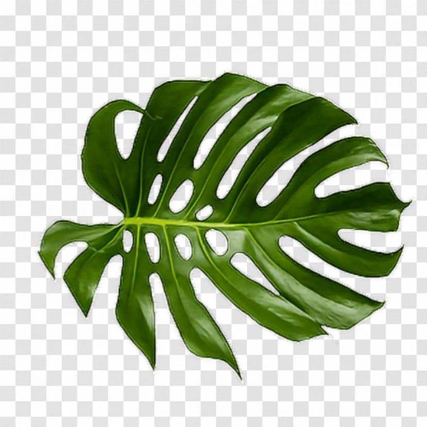 Leaf Swiss Cheese Plant Palm Branch Art Tropics - Tropical Leaves Transparent PNG