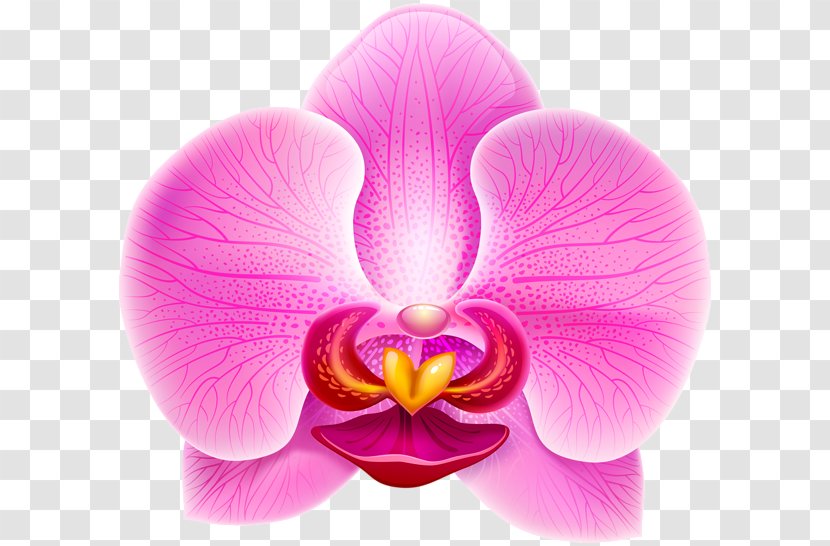 Orchids Violet Clip Art - Color - Orchid Transparent PNG