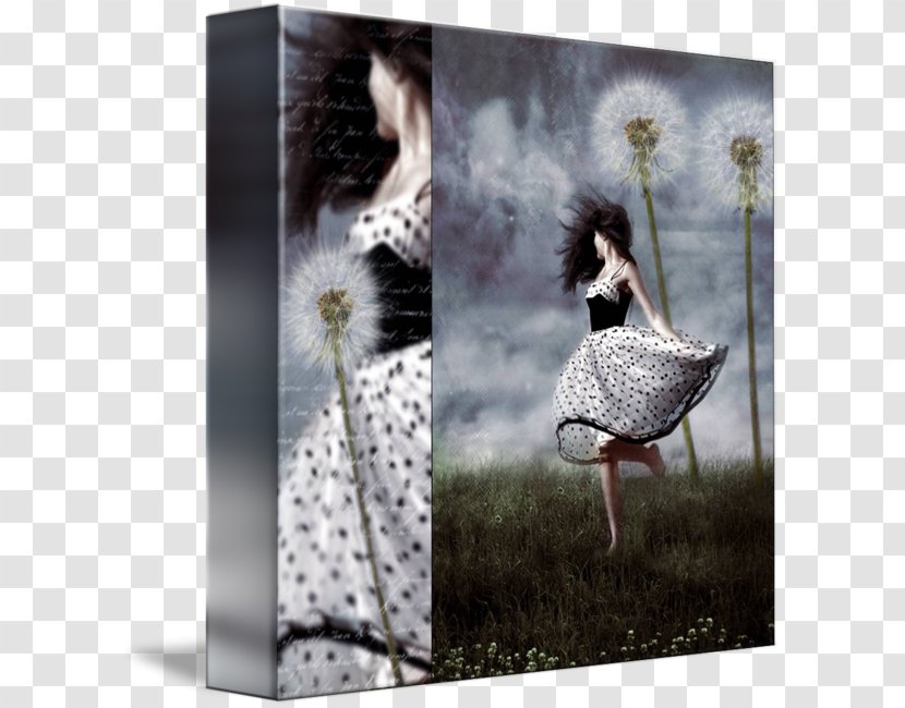 Black And White Dandelion Art Photography Transparent PNG