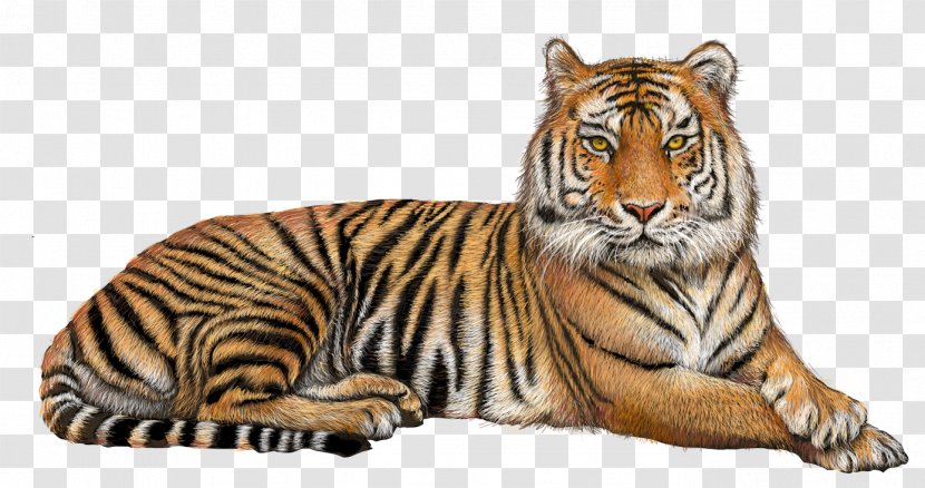 Felidae Lion Bengal Tiger Transparency - Carnivore Transparent PNG