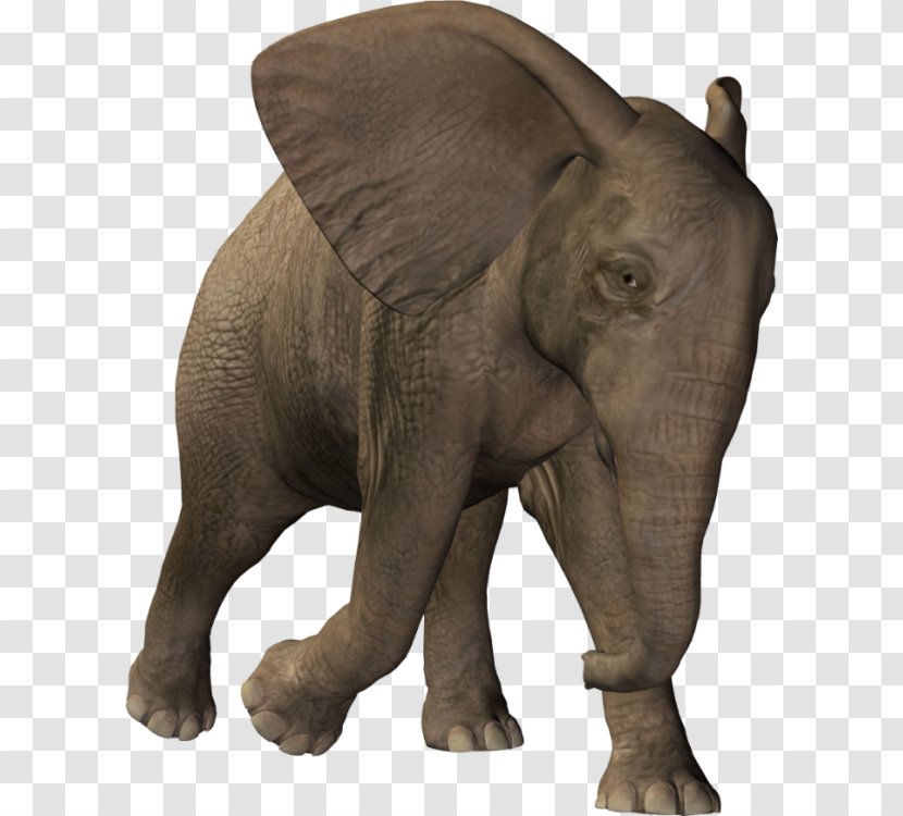 Indian Elephant African Raster Graphics - Elephants And Mammoths - Funny Animal Transparent PNG