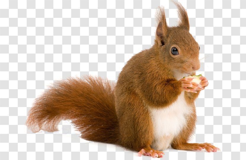 Squirrel Rodent Computer File - Tail Transparent PNG