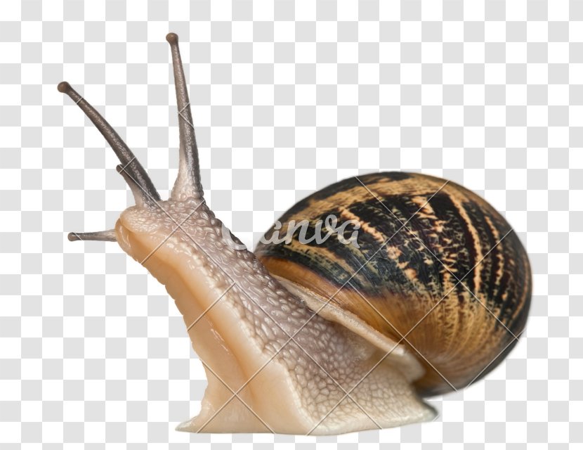 Cornu Aspersum Burgundy Snail Gastropods Pet - Escargot - Snails Transparent PNG