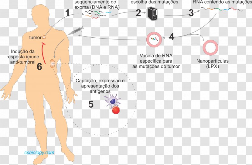 Vaccine Immunology Immune System Cancer Immunotherapy - Frame Transparent PNG