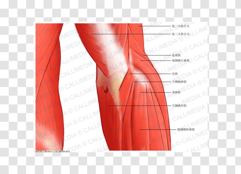 Elbow Nerve Anconeus Muscle Anatomy - Watercolor - Cartoon Transparent PNG