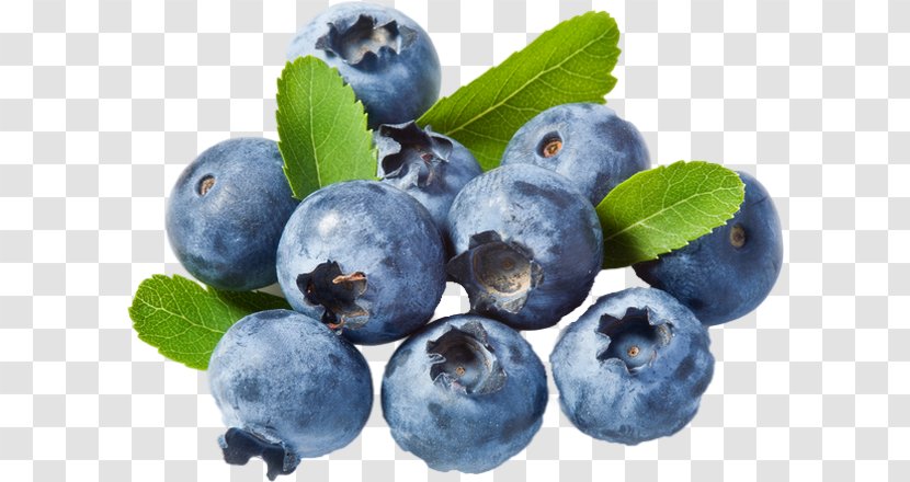 Blueberry Cannabidiol Herbalism Bilberry - Herb - Birthday Newsletter Transparent PNG