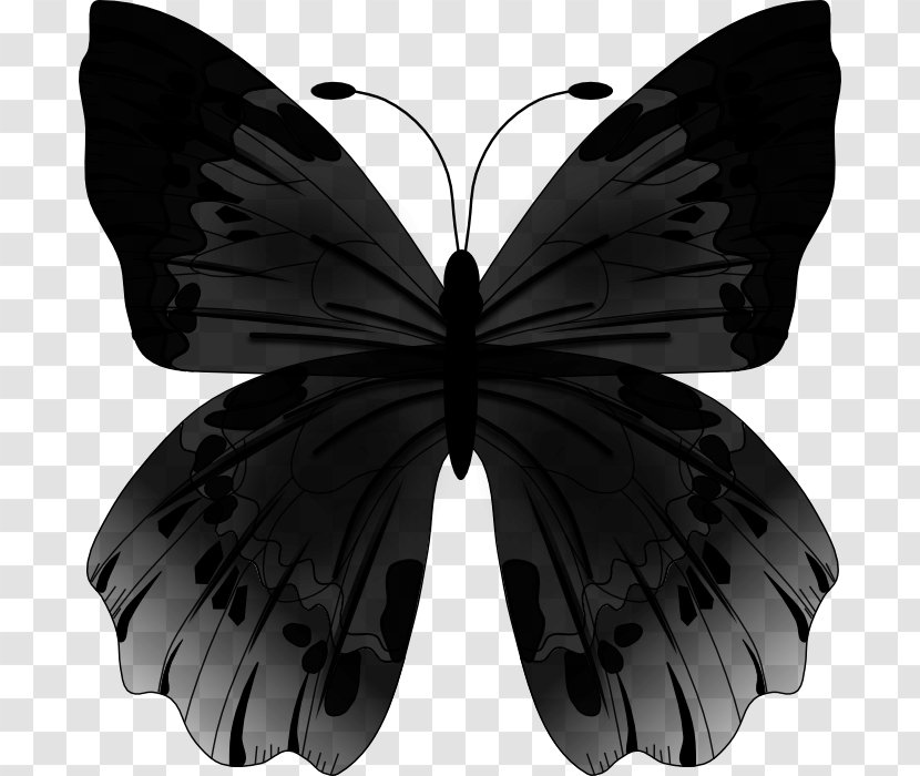 Butterfly Vector Graphics Clip Art Image - Papilio - Monochrome Photography Transparent PNG