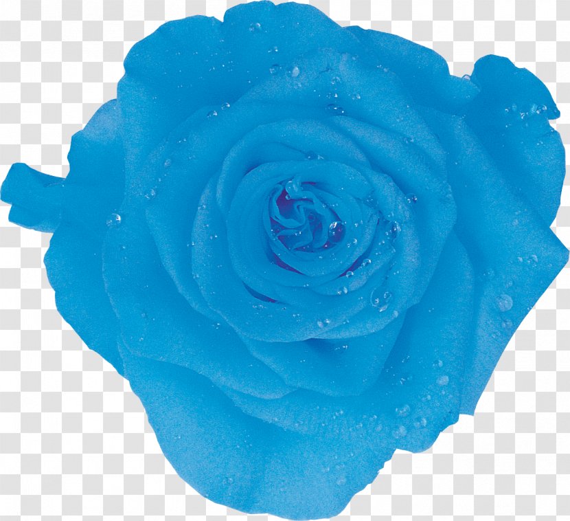 Ice Packs Garden Roses Amazon.com Cooler Blue Rose - Lunchbox - Centifolia Transparent PNG