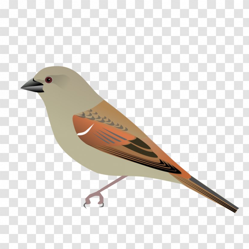 House Sparrow Bird Parrot-billed - Information Transparent PNG