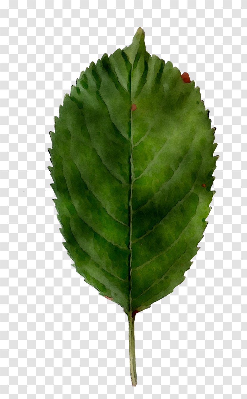 Leaf Plant Stem Plants - Green Transparent PNG