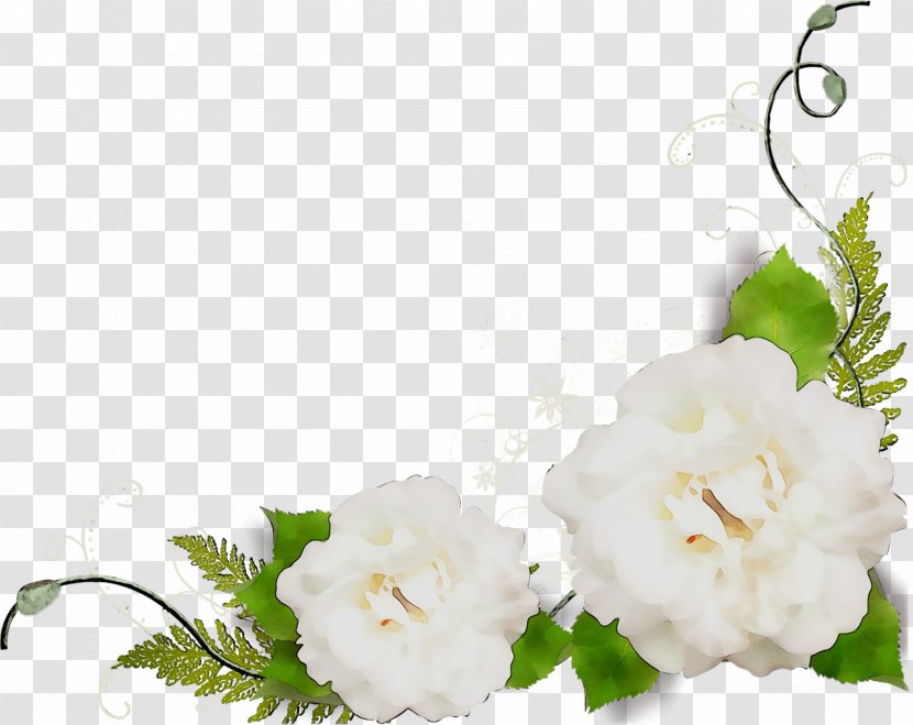 Garden Roses Floral Design Cut Flowers - Plant - Peony Transparent PNG