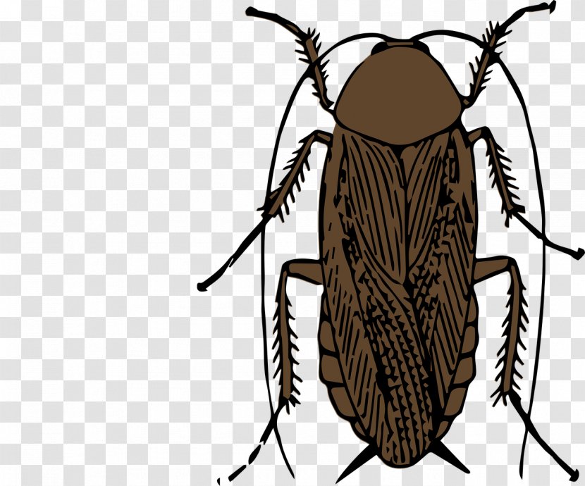 Cockroach Clip Art - Insect - Brown Transparent PNG