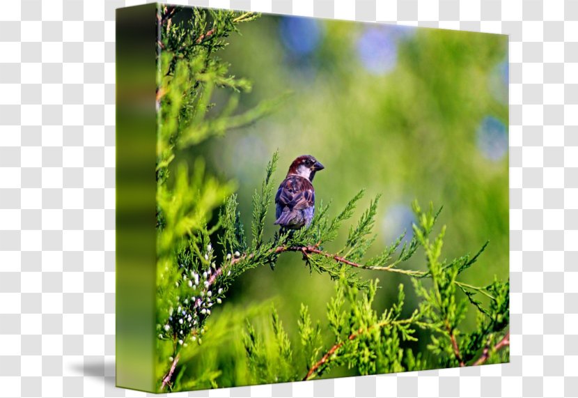 Finch Bird Grasses Sparrow Gallery Wrap - Canvas Transparent PNG