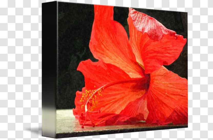 Rosemallows - Hibiscus Painting Transparent PNG