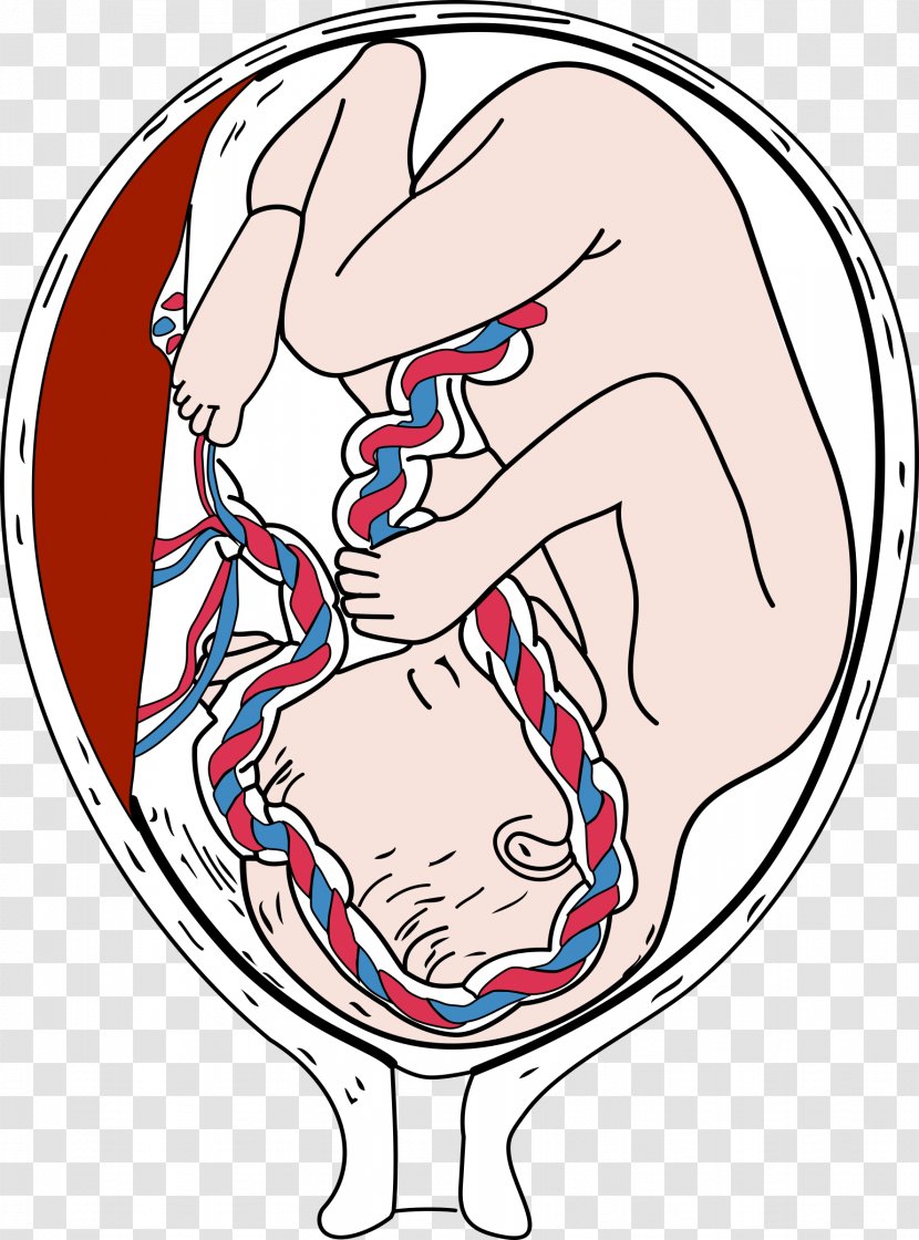 Placenta Embryo Fetus Pregnancy Clip Art - Cartoon Transparent PNG