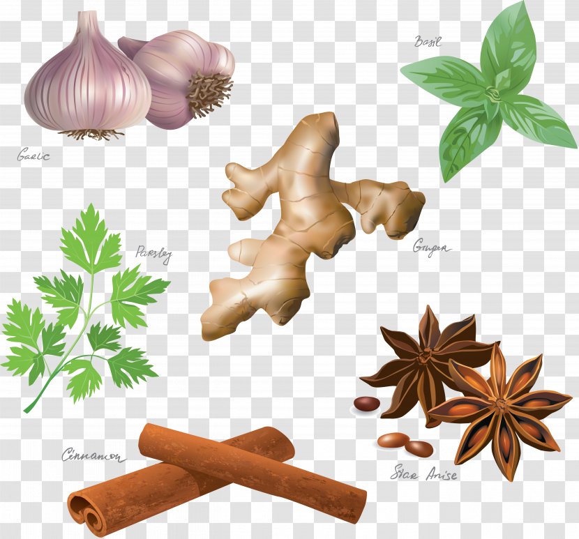 Ginger - Star Anise Transparent PNG