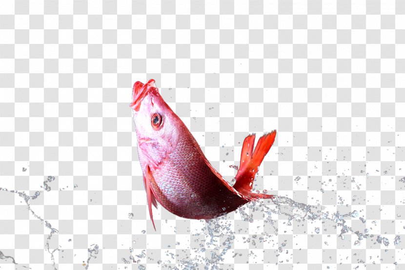 Fish Drop - Red - In The Splash Transparent PNG