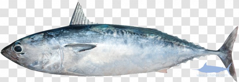 Sardine Mackerel Thunnus Fish Products Atlantic Bonito Transparent PNG