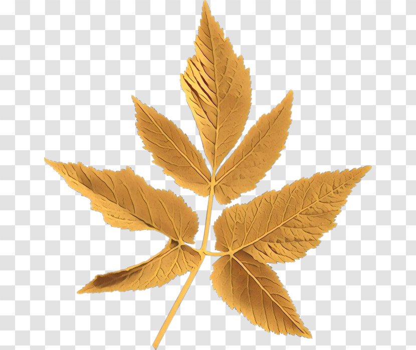 Family Tree Background - Maple Leaf - Hemp Transparent PNG