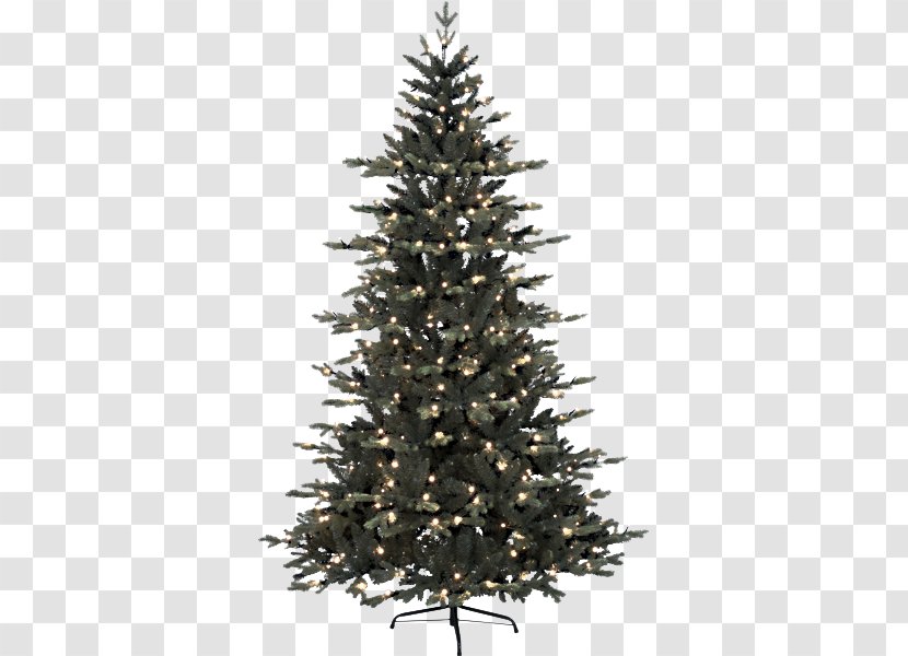 Christmas Tree - Colorado Spruce - Oregon Pine Lodgepole Transparent PNG