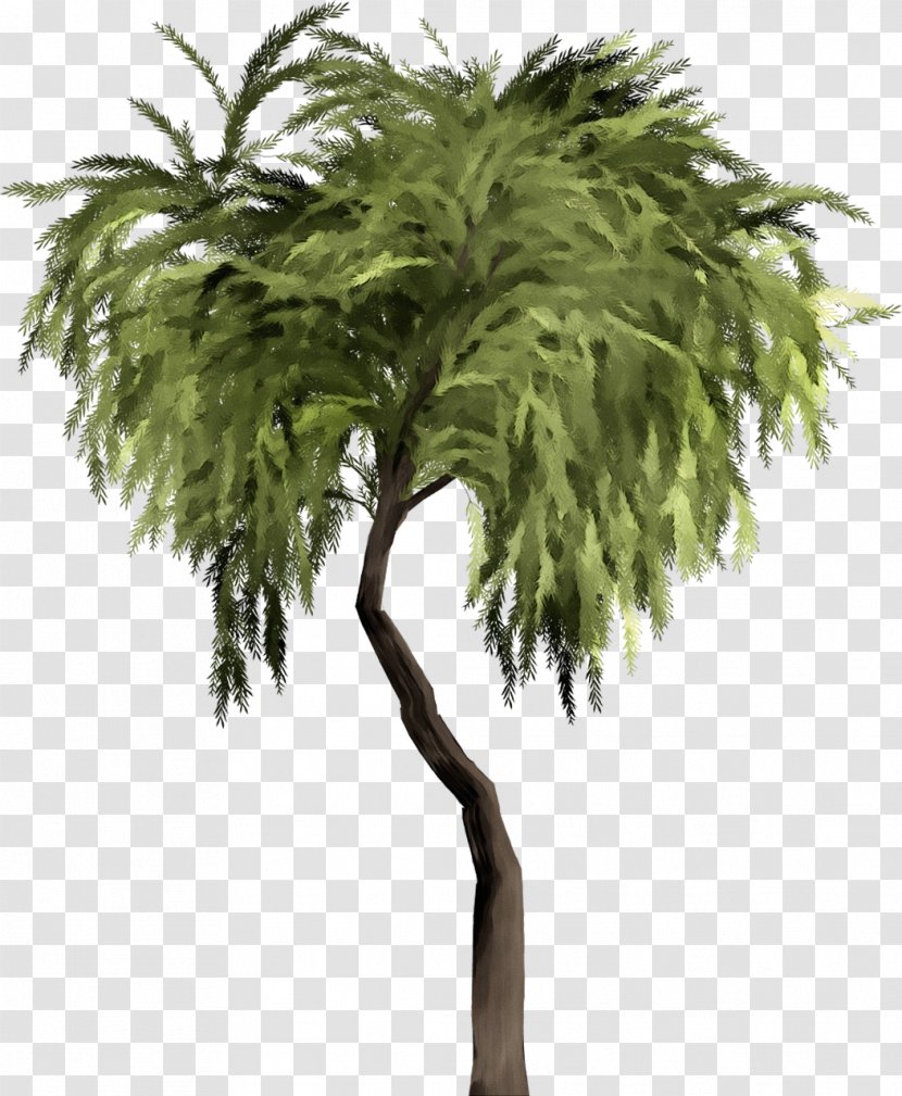 Palm Tree - Plant Stem Flower Transparent PNG