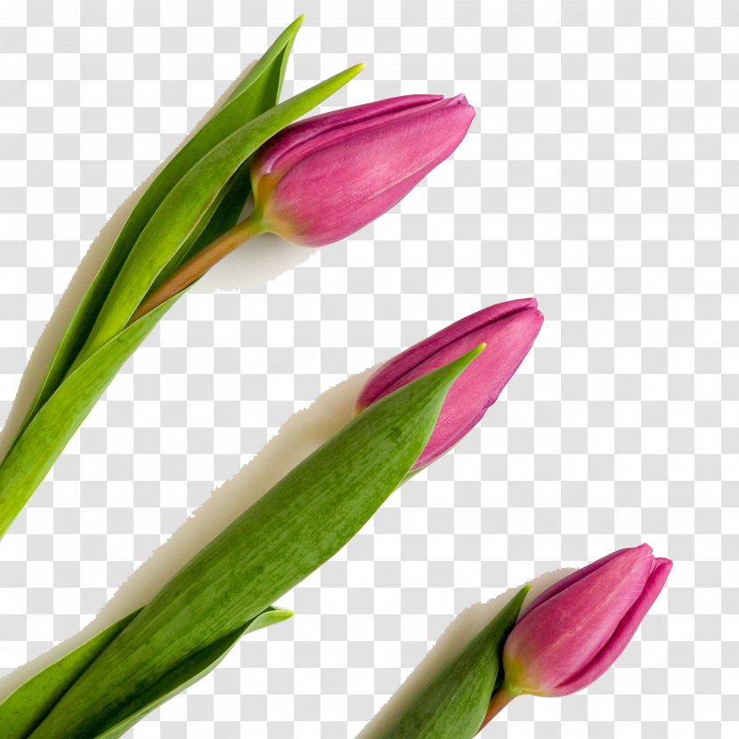 Goal Setting Leadership Motivation Public Relations - Thought Leader - Three Beautiful Tulips Transparent PNG