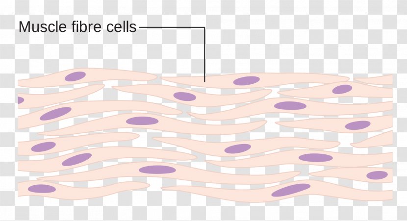 Myocyte Somatic Cell Skeletal Muscle - And Tissue Research - Cloning Transparent PNG
