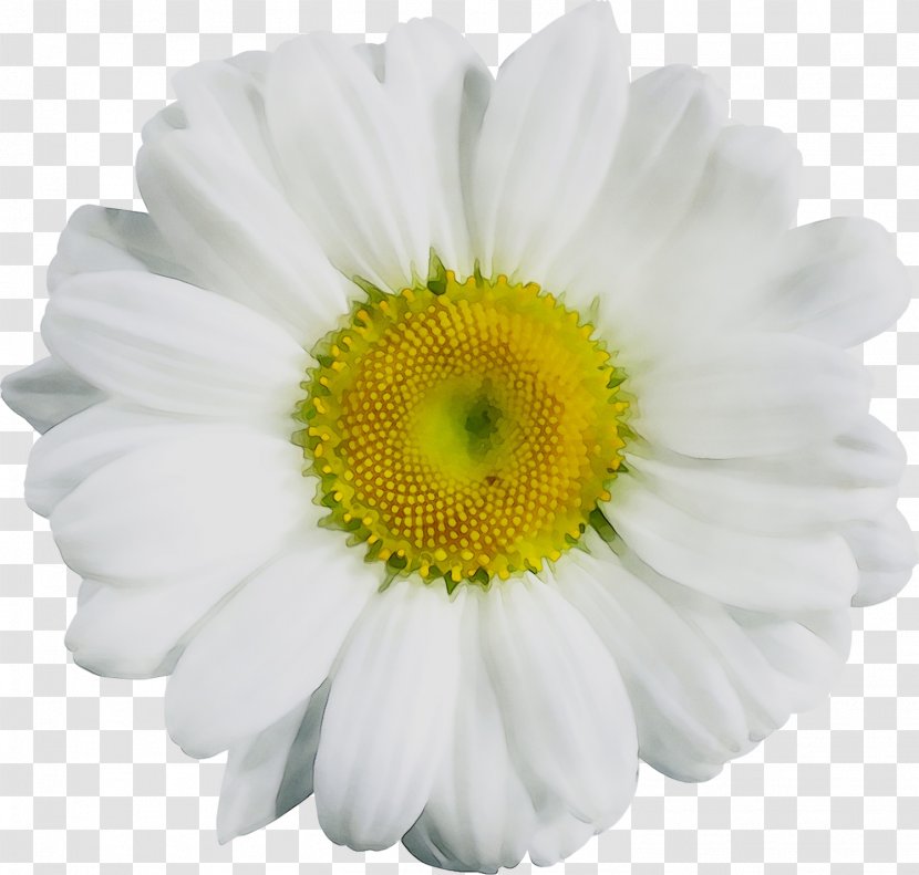 Image Clip Art GIF Desktop Wallpaper - Chamomile - Plant Transparent PNG