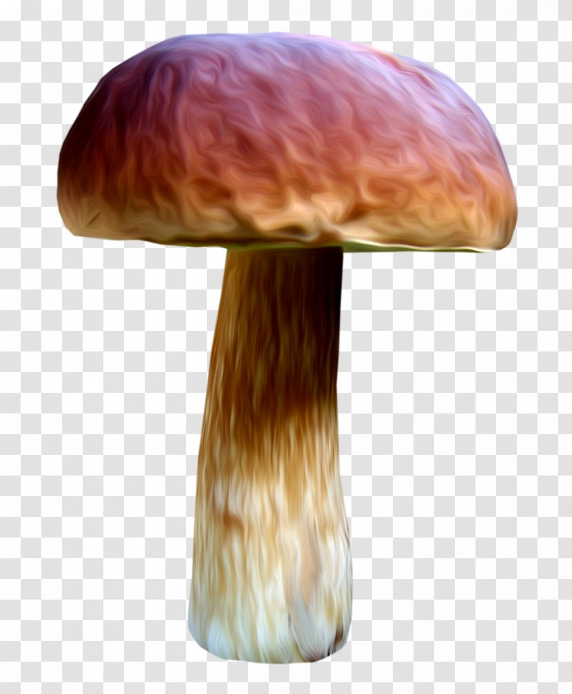 Mushroom Fungus Drawing Medicinal Fungi Transparent PNG