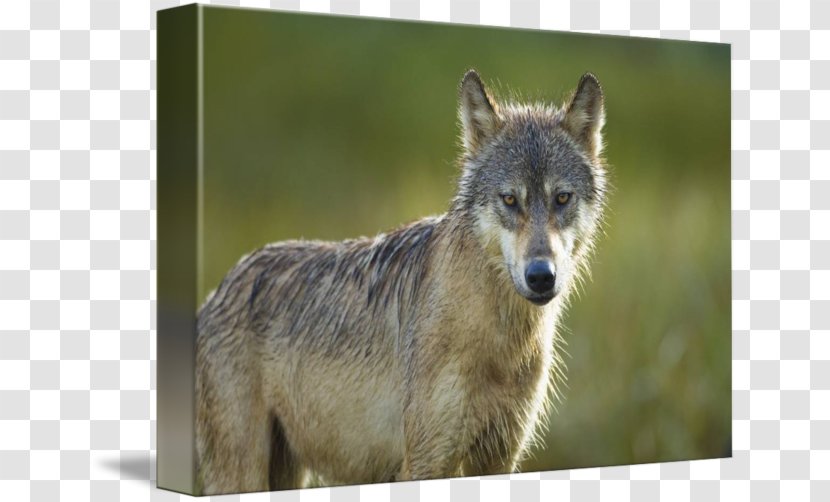 Gray Wolf Alamy Stock Photography - Wildlife - Amber Pearl Transparent PNG